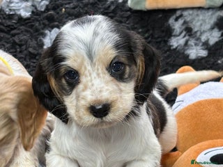 Cocker Spaniel dogs KC registered English cocker spaniels - Advert 10