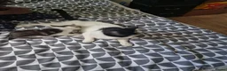 Mixed Breed cats for sale: Kitten for sale  - Advert 27