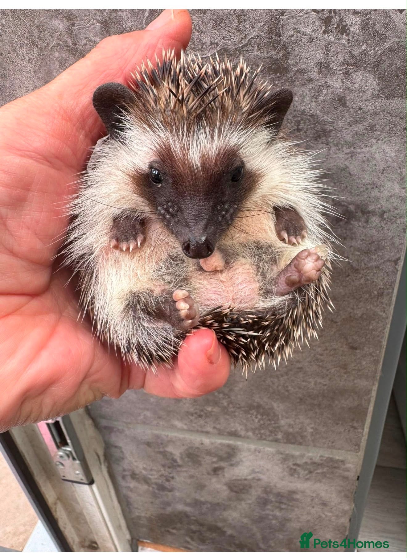 Pygmy Hedgehog rodents 2 baby boys ready now / ready now  - Advert 1
