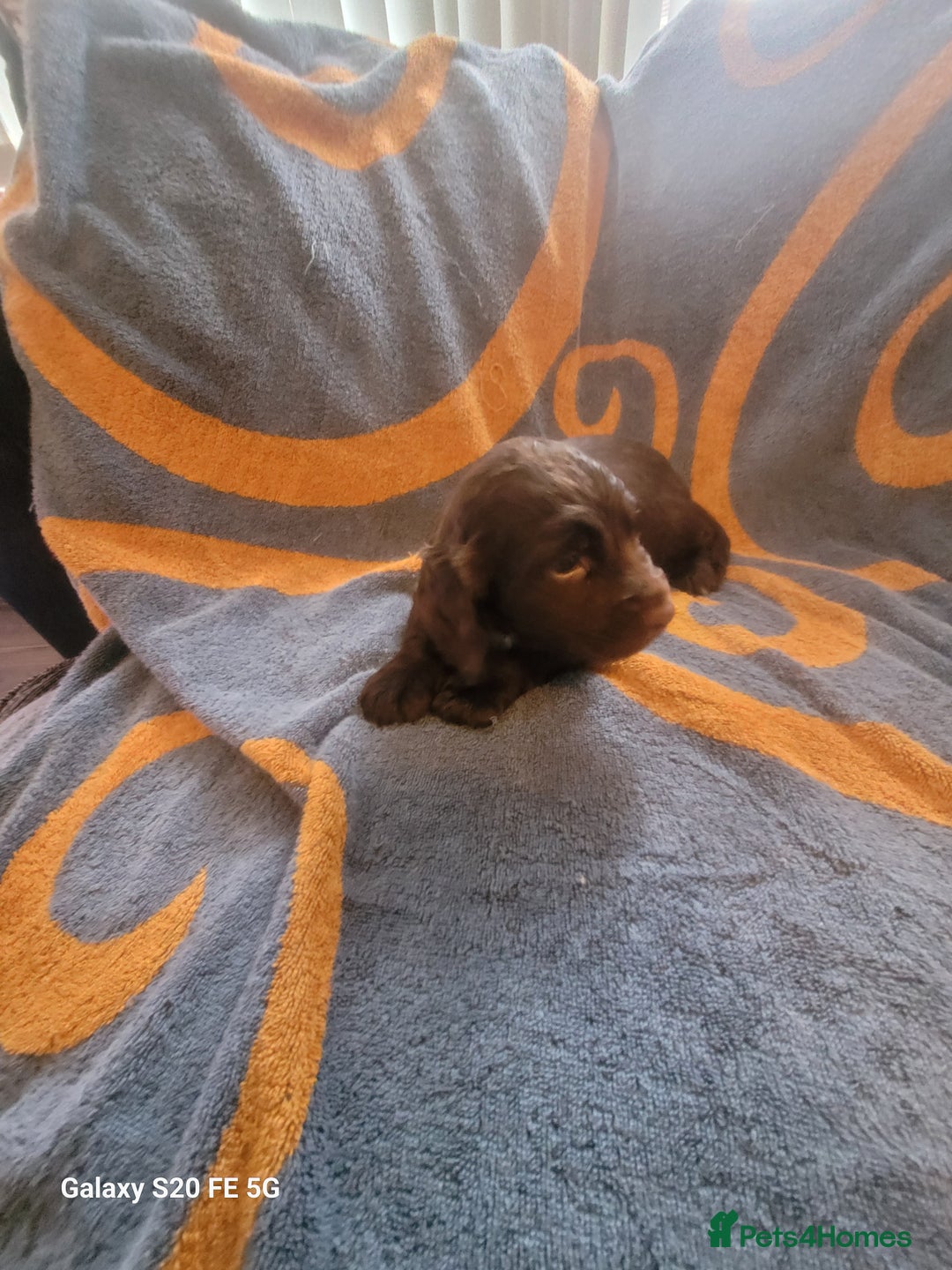 Sprocker dogs for sale: Sprocker pups  - Advert 6