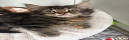 Mixed Breed cats for sale: Last Little Girl - Ready 16 October - Advert 6