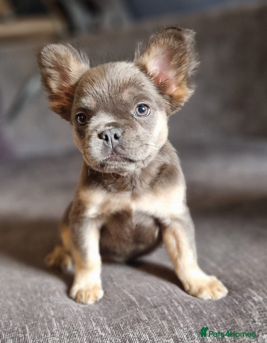 French Bulldog dogs for sale: 3 French bulldog females - Image 2