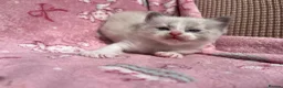 Ragdoll cats for sale: Beautiful mink & traditional ragdoll kittens  - Advert 27