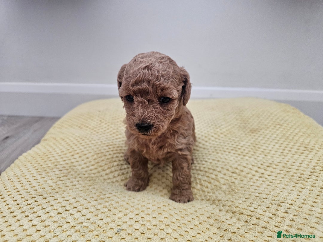 Maltipoo dogs for sale: 3 fabulous teddybear Maltipoo girls  - Image 14
