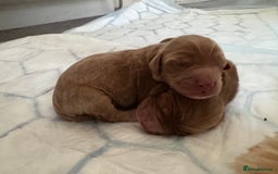 Cockapoo dogs for sale: F2 cockapoo puppies 4 boys 2 girls  - Advert 8