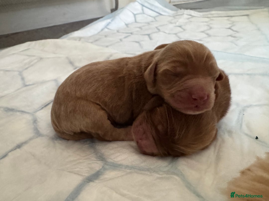 Cockapoo dogs for sale: F2 cockapoo puppies 4 boys 2 girls  - Advert 8