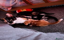 Mixed Breed cats for sale: Last little boy kitten - Image 4