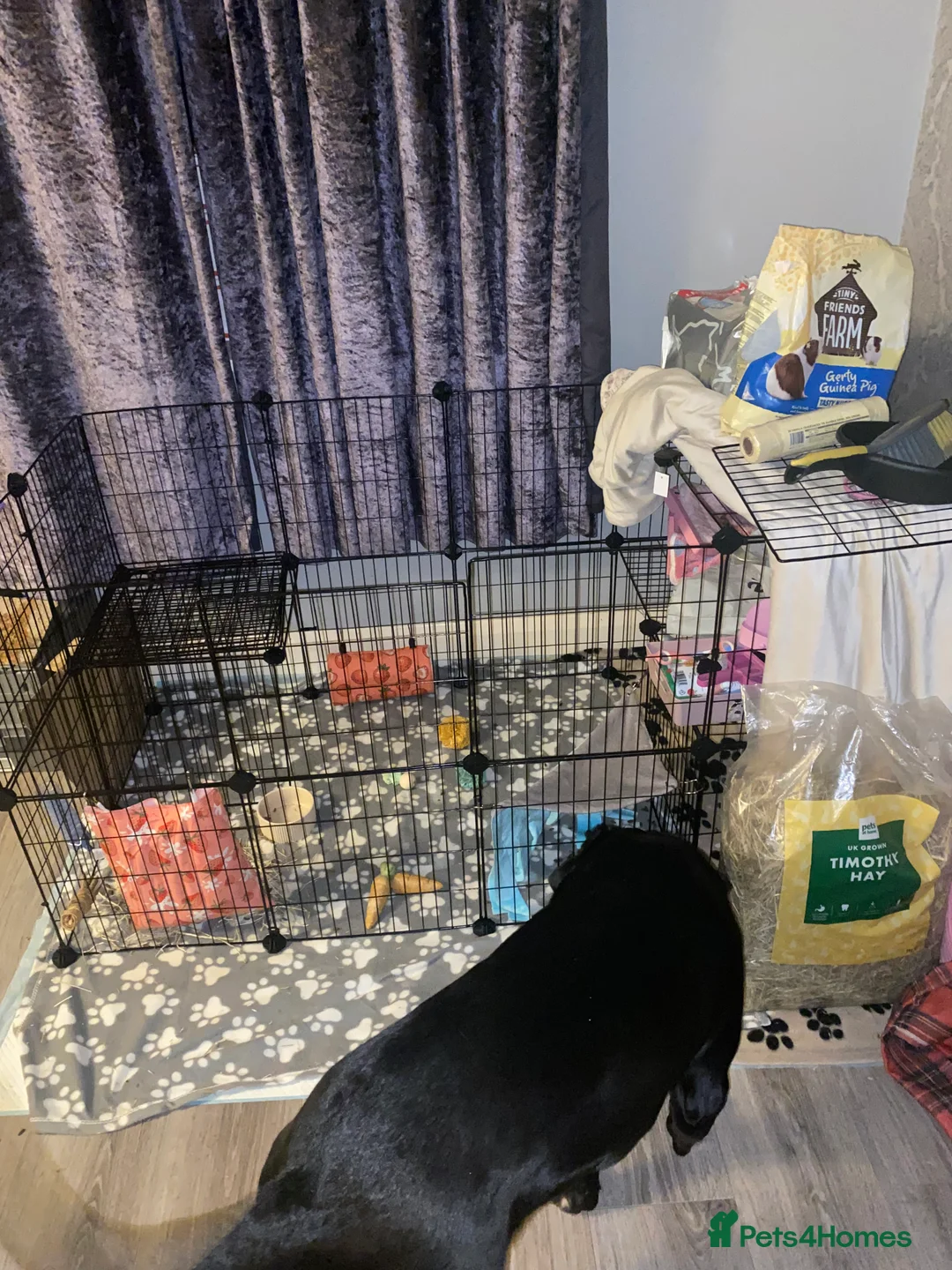 Guinea Pig rodents for sale: 2 male bonded Guinea pig and cage and accessories  - Advert 2
