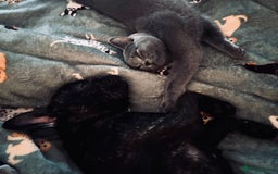 French Bulldog dogs for sale: French bulldog girl - Advert 3