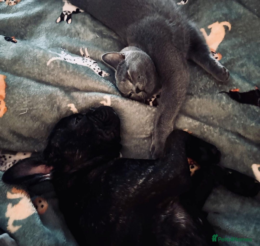 French Bulldog dogs for sale: French bulldog girl - Advert 3