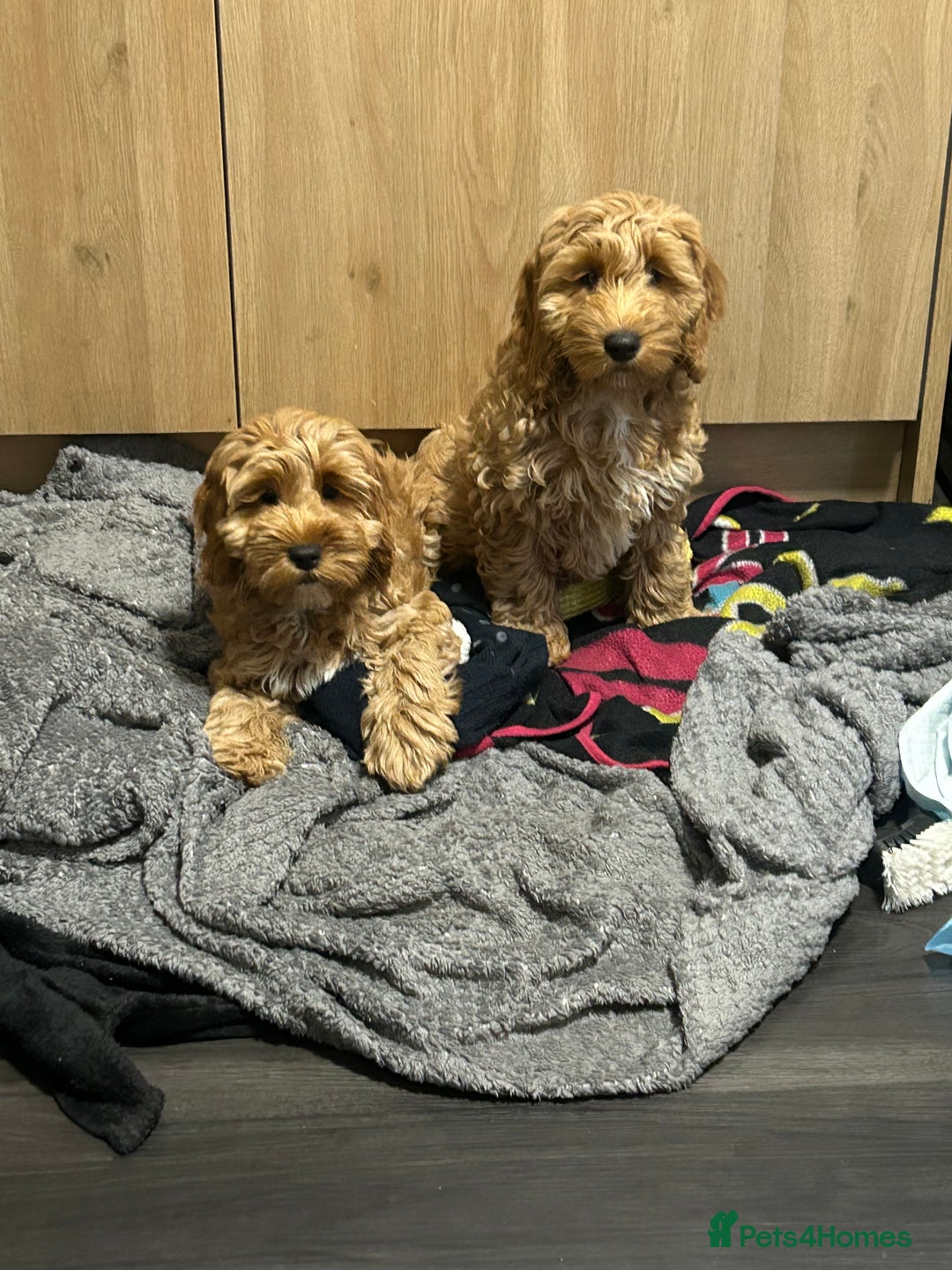 Cockapoo dogs for sale: Cockapoo  - Image 8
