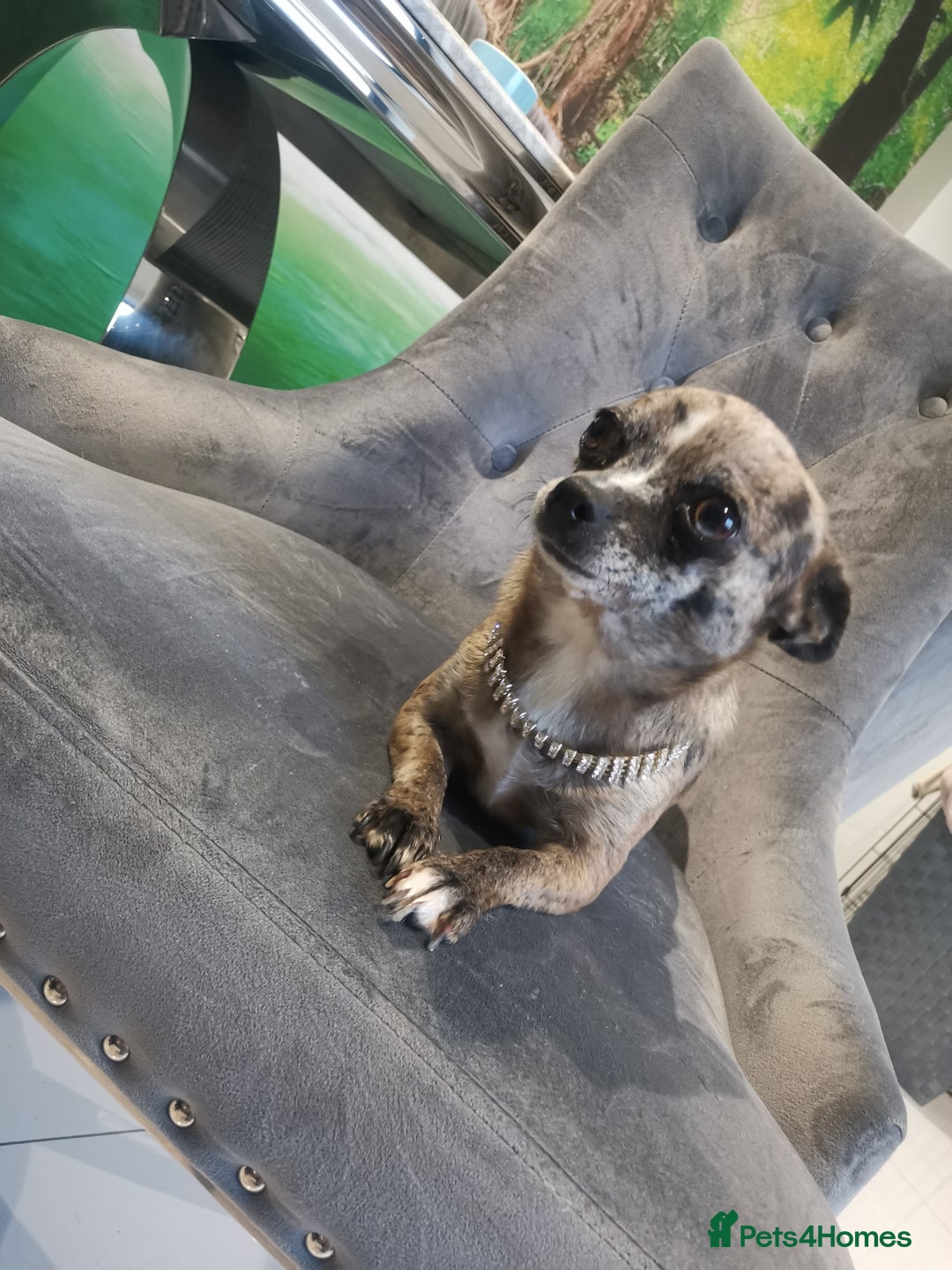 Chihuahua dogs for sale: Adult Female Merle Chihuahua  - Image 3