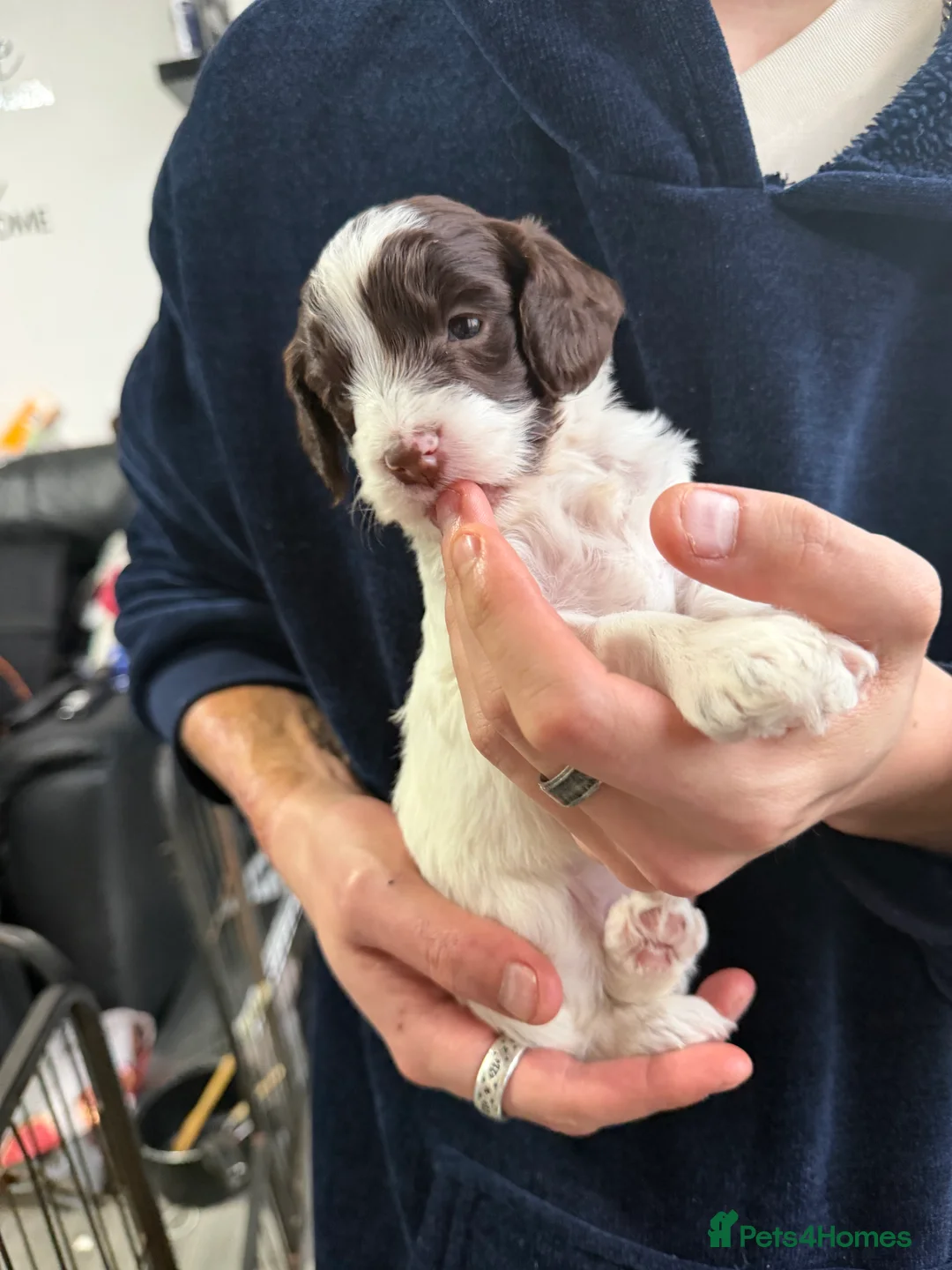 Cockapoo dogs for sale: Cokerpoos family bred beautiful coulors  - Advert 11