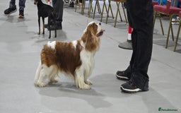 Cavalier King Charles Spaniel dogs for stud: Health Tested Stud Dog in Chesterfield - Image 7