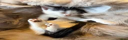 Mixed Breed cats for sale: 3 x Black & white kittens, 1 x boy, 2 x girl in Port Talbot - Advert 14