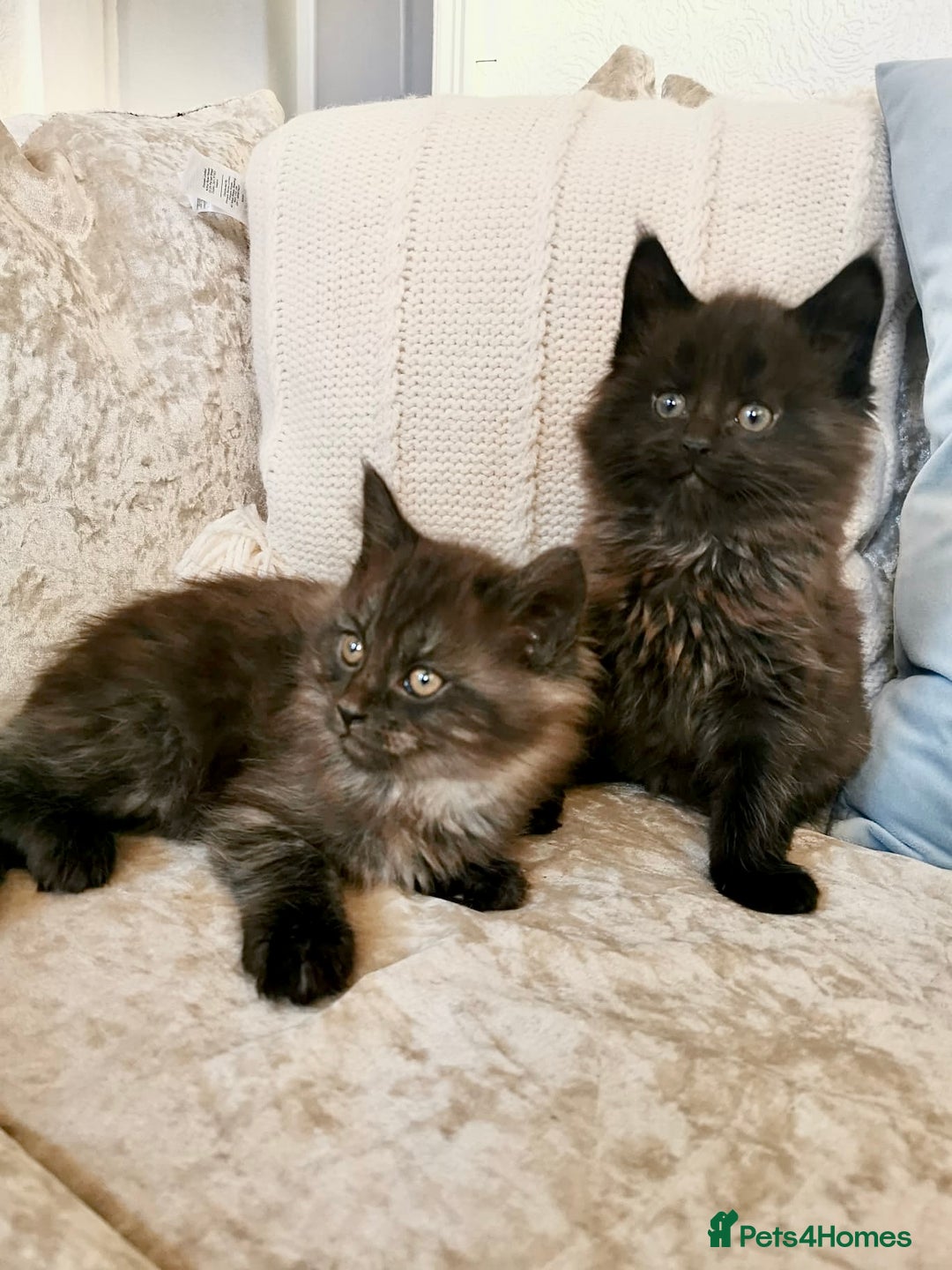 Maine Coon cats for sale: Maine Coon Kittens - Image 8