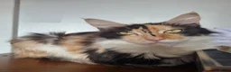Maine Coon cats for sale: 3 adorable Maine coon girls  - Advert 20