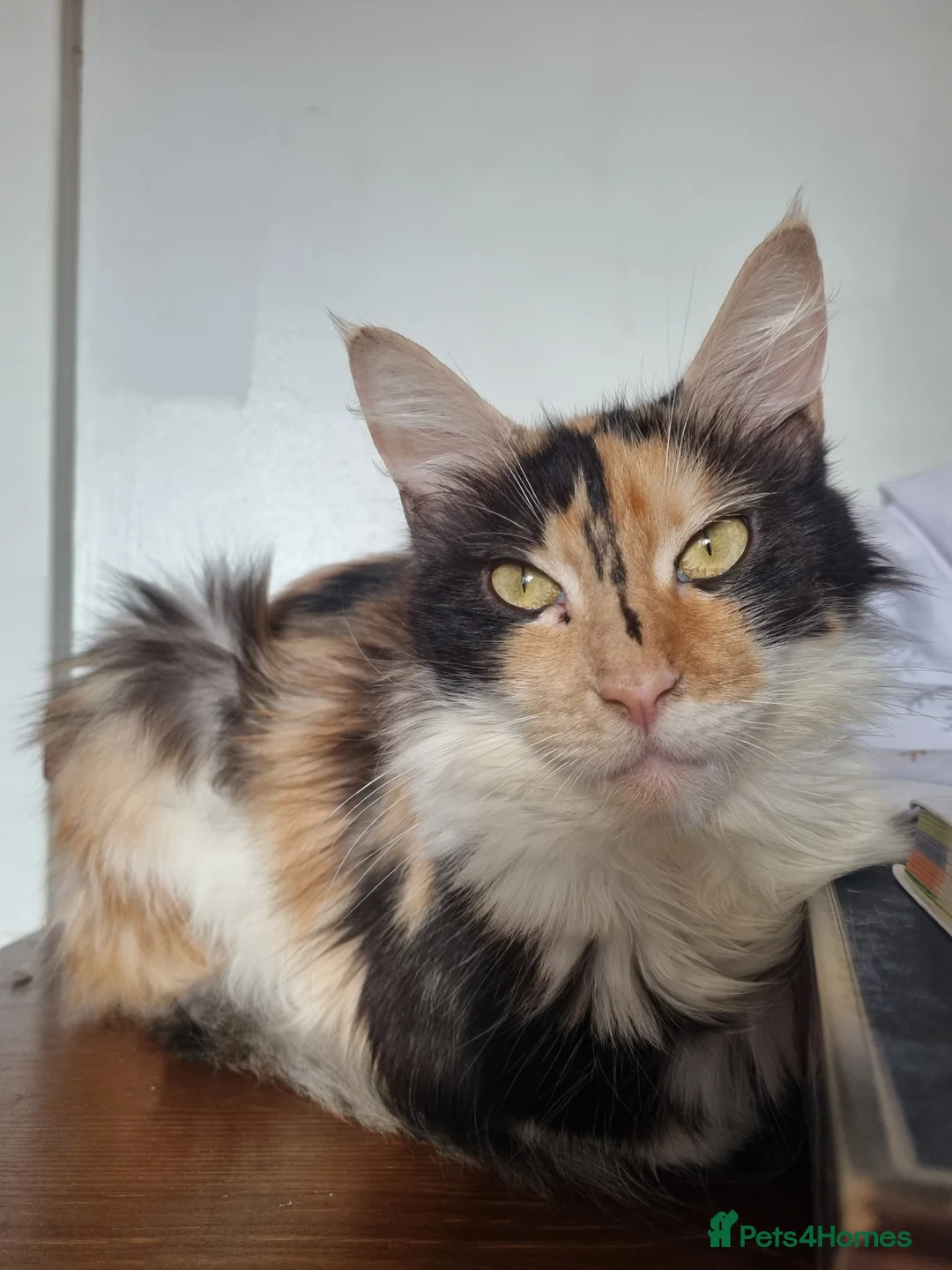 Maine Coon cats for sale: 3 adorable Maine coon girls  - Advert 20