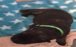 German Shepherd dogs for sale: German shepherd  - Advert 6