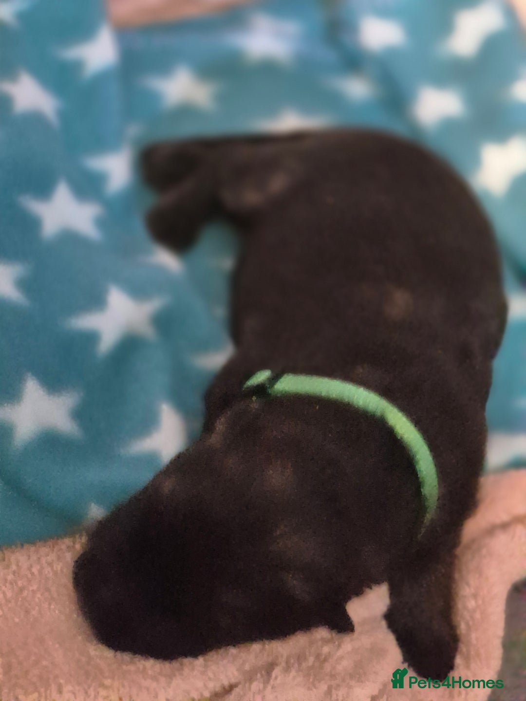 German Shepherd dogs for sale: German shepherd  - Advert 6