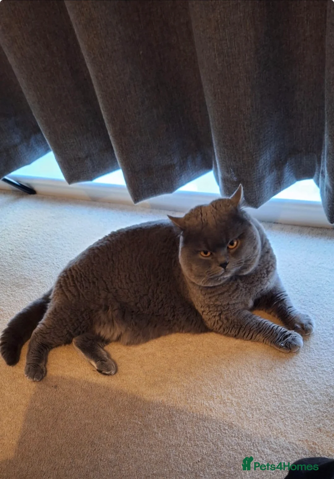 British Shorthair cats for sale: Fluffy and healthy British shorthair kittens - Advert 15