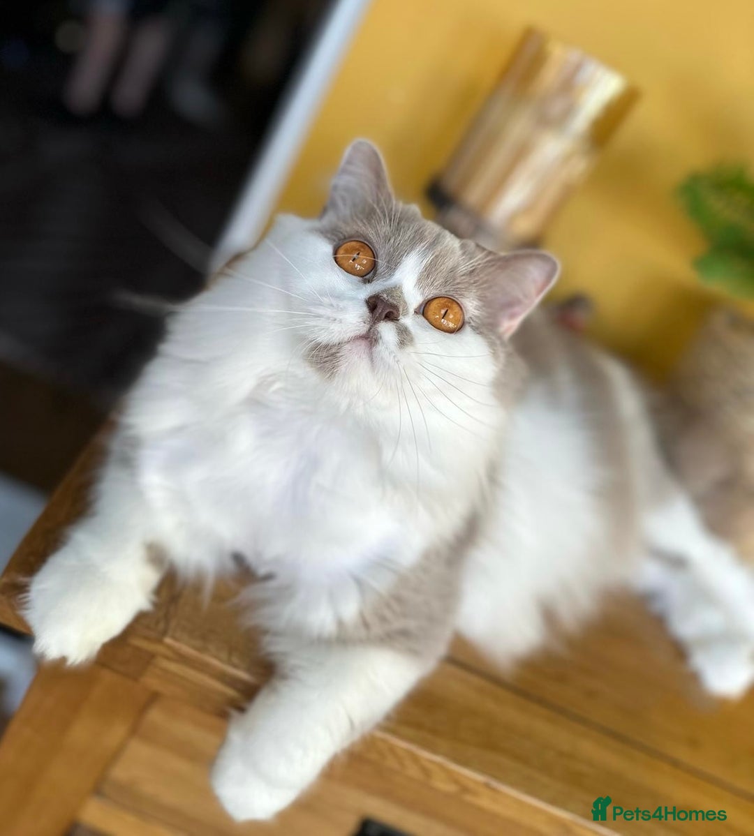 British Longhair cats for sale: Gccf registered Beautiful lilac tortie and white  - Advert 1