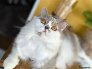 British Longhair cats Gccf registered Beautiful lilac tortie and white - Advert 6