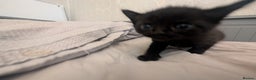 Mixed Breed cats for sale: Jet Black Tabby Kittens & Stunning Tortie Girl  - Advert 10