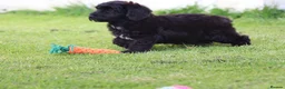 Cavapoo dogs for sale: Beautiful Cavapoo puppies for sale - Advert 35