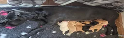 Labrador Retriever dogs for sale: 1 Male labrador pup available good health testing in Hastings - Advert 1