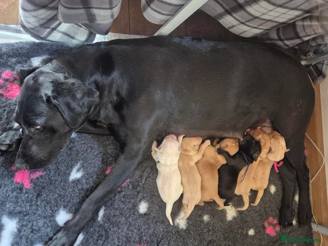 Labrador Retriever dogs for sale: 1 Male labrador pup available good health testing in Hastings - Advert 1