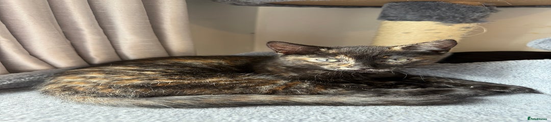 Domestic Shorthair Kitten 4