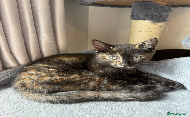 Domestic Shorthair cats - Advert 9