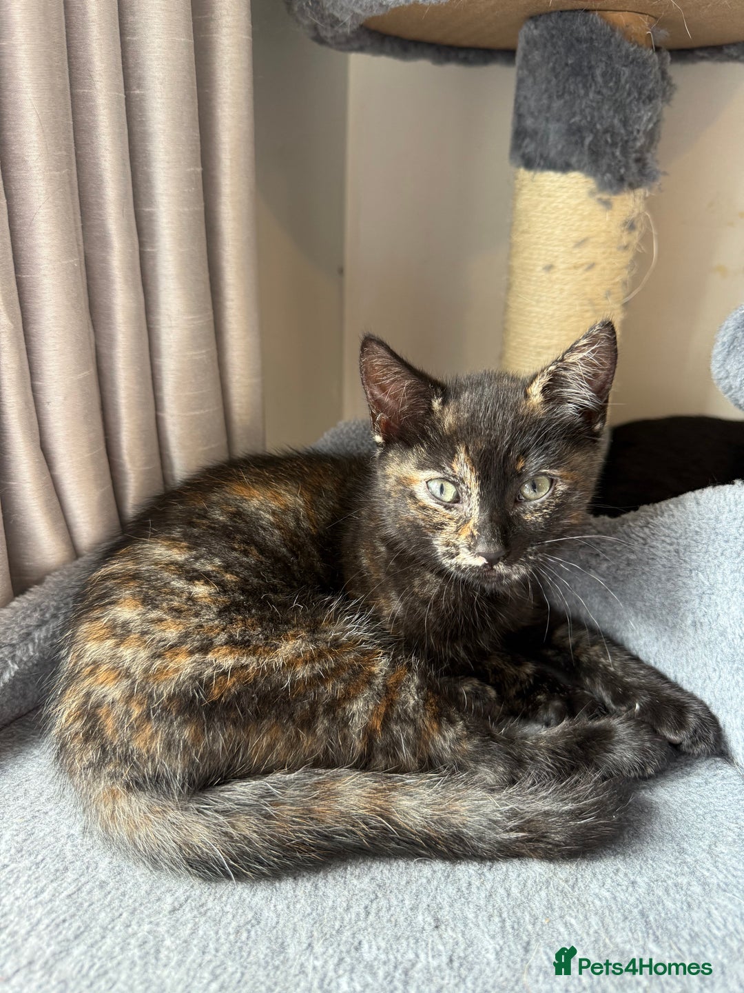Domestic Shorthair cats for sale: tortoiseshell Kitten  - Image 2