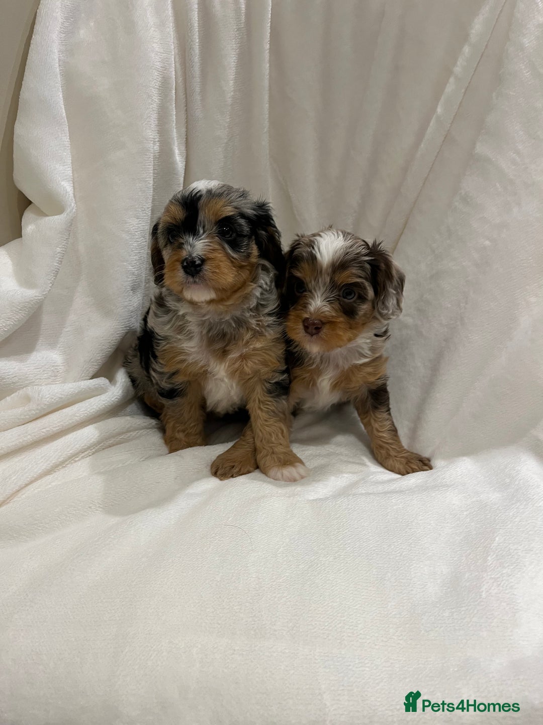 Cavapoo dogs for sale: Rare extensively health tested chocolate cavapoos - Advert 17
