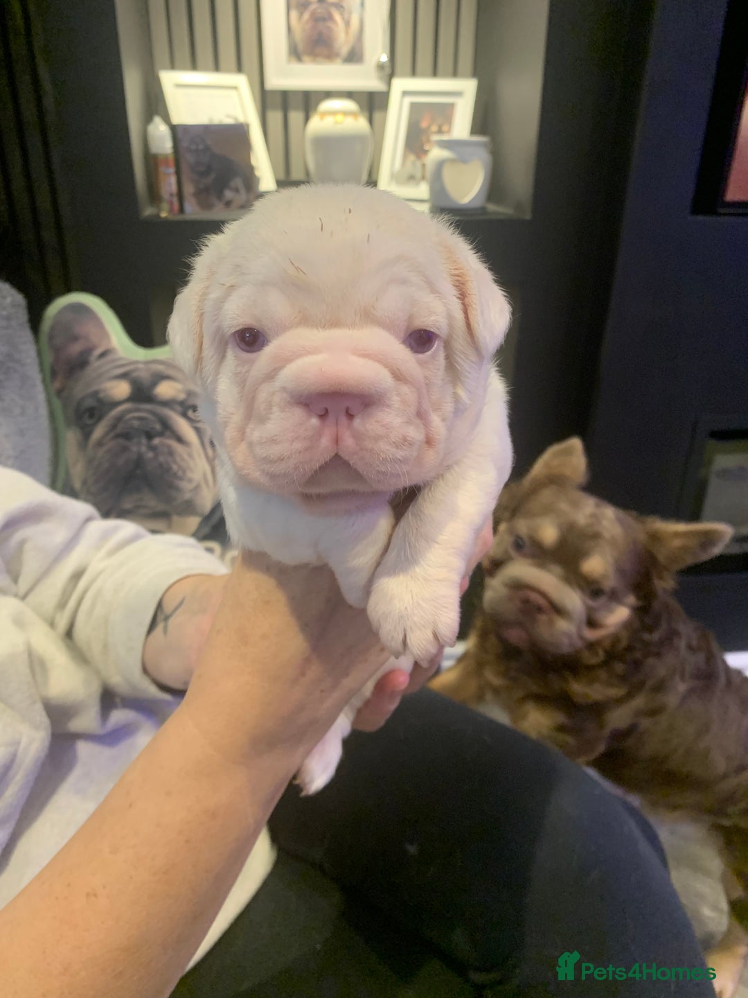 French Bulldog dogs for sale: Platinum Visual Pink French Bulldog Male - Advert 22