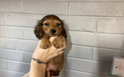 Miniature Dachshund dogs for sale: Miniature Longhaired Dachshund  - Image 1
