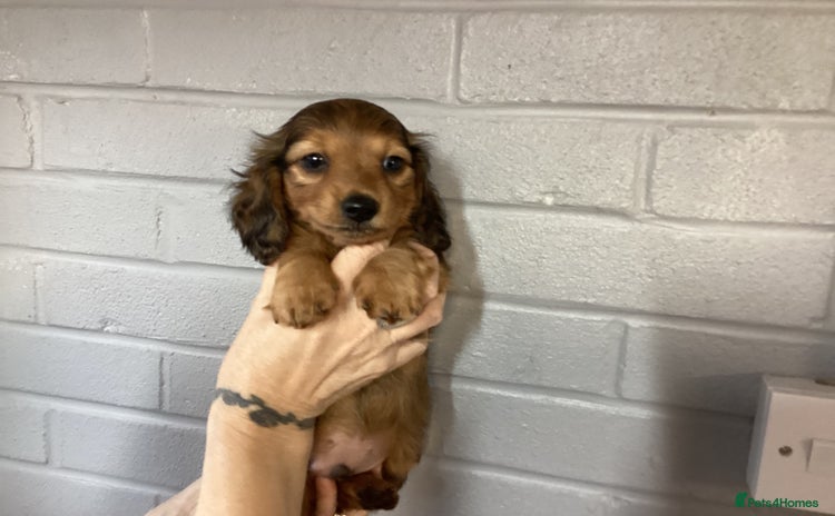 Miniature Dachshund dogs - Advert 7