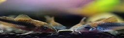 Corys fish for sale: Various species of Corydoras. Adult breeding pairs - Advert 11