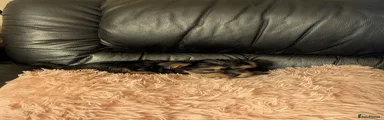 Chihuahua 3