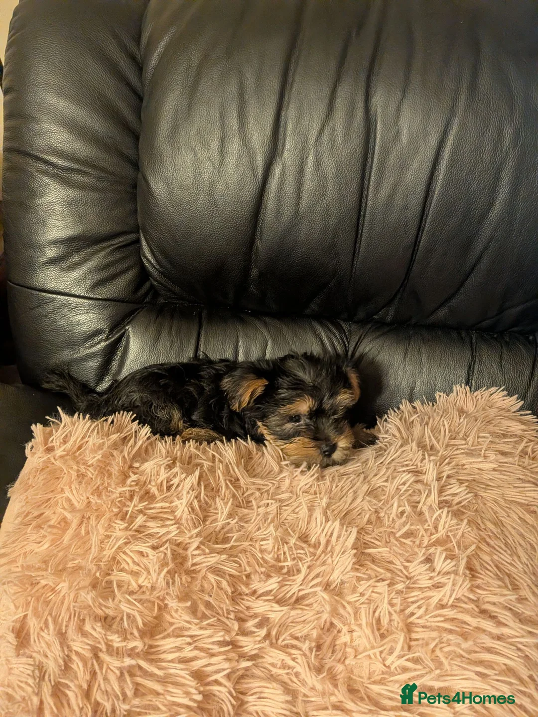 Chihuahua dogs for sale: Two small Yorkshire terriers for sale - Advert 35