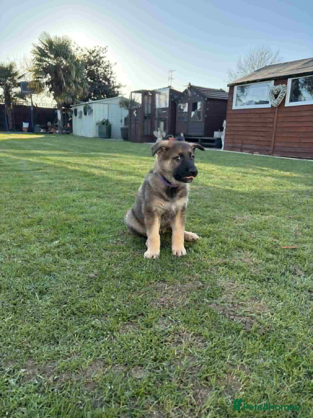 German Shepherd dogs for sale: 8 week German Shepherd puppy - Advert 4