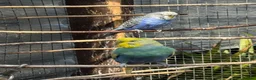 Budgerigars birds for sale: Budgies  - Advert 12