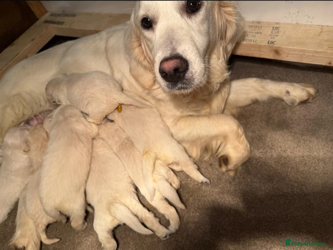 Golden Retriever dogs for sale: Golden retriever puppues in Wymondham - Advert 9