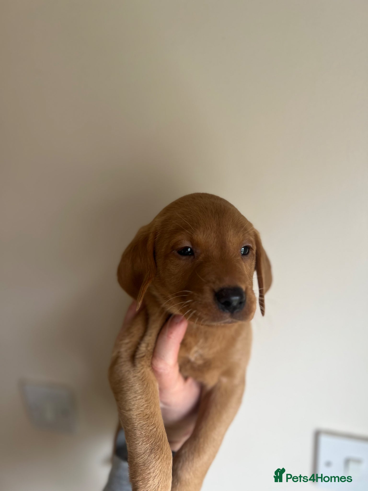 Labrador Retriever dogs Exceptional Fox Red Labrador Puppies - Advert 18