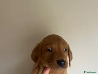 Labrador Retriever dogs Exceptional Fox Red Labrador Puppies - Advert 18