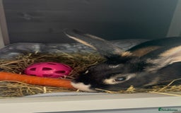English rabbits for sale: Rabbits  - Image 4