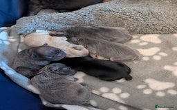 French Bulldog dogs for sale: Beautiful french bulldog puppies  - Advert 27