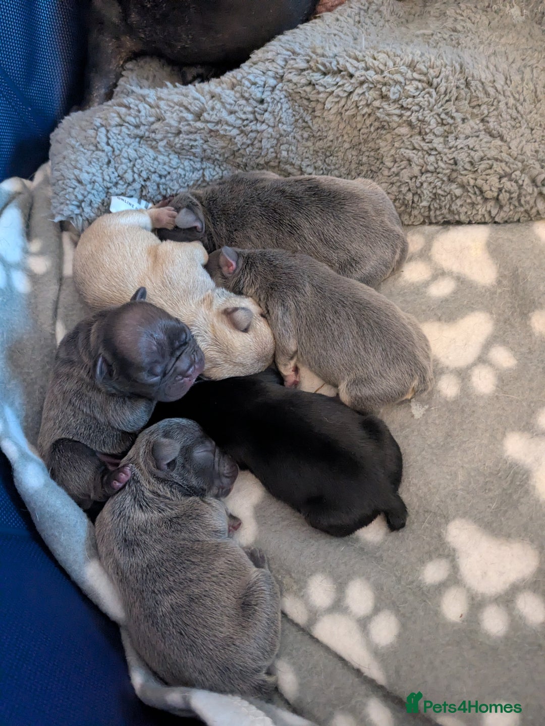 French Bulldog dogs for sale: Beautiful french bulldog puppies  - Advert 27