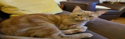 Domestic Shorthair cats for adoption: Toffee, 2 year old female (neutered)  in Reading - Advert 2